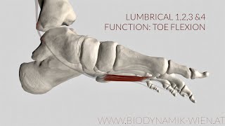 Lumbrical Muscle 1, 2, 3, 4 Function: Toe Flex  (3d Animation)
