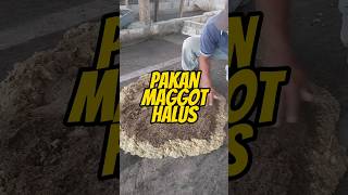 Pakan Maggot Halus #magot #maggot #bsf