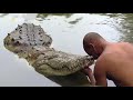 Невероятная дружба между Человеком и Крокодилом..