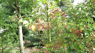 Acer crataegifolium 'Veitchii' javor hloholistý