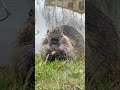 Nutria eats bread