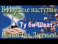 В Израиле наступил "Новый Год деревьев" - древний праздник Ту Би-Шват. Телесериал "Шабат Шалом"