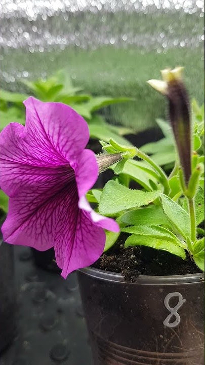 Новинка от PanAmericanSeed/ Петуния Изи Вейв Роуз Фьюжн. - YouTube