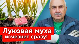 ИЗБАВЬТЕСЬ ОТ ЛУКОВОЙ И МОРКОВНОЙ МУХИ БЫСТРО И НАДОЛГО! Как защитить посадки доступными средствами