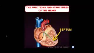 A Quick Review:Parts of the Heart