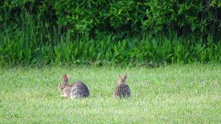 Adorable bunnies in the yard (one is grooming its ear -- so cute!)