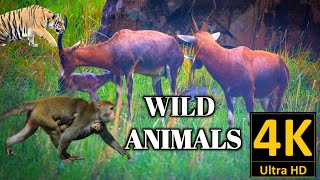 Wild Animals Collection In 4K Ultra HD, wild animals #4kafricanwildlife #wildanimals @atharvallinone by Atharv All in one 224 views 1 year ago 8 minutes, 28 seconds