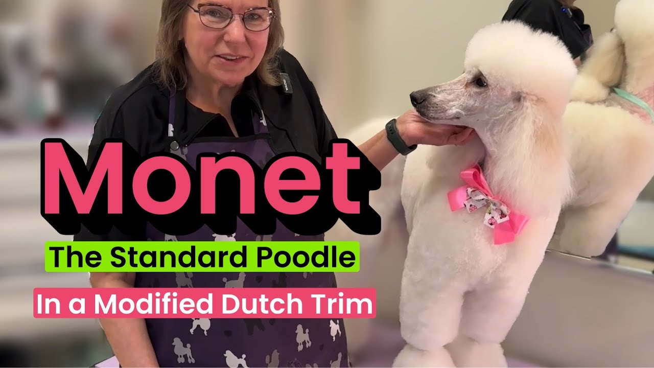Behind the scenes at Grande Style Dog Grooming in Tampa: Monet the Poodle in a Modified Dutch Trim