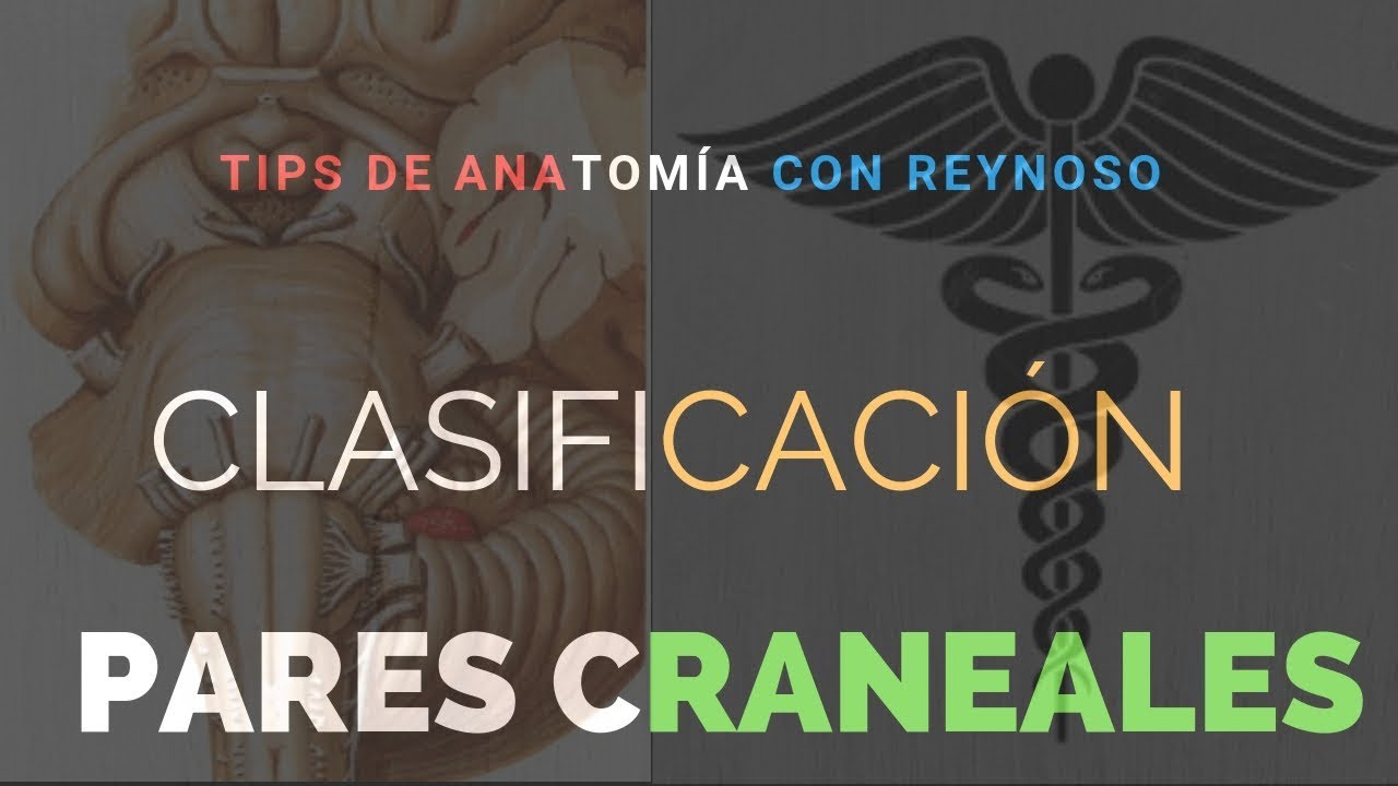 facial tissue Pares Craneales Parte 1(Clasificación y Enumeración)