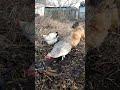 КУРОЧКИ-НЕСУШКИ! КОПАЮТ ЧЕРВЯКОВ! 🐓👍