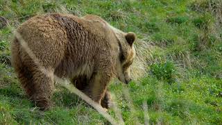 Savage Grizzly Bear | FREE | FOR VIDEOS | HIGH QUALITY | NO COPYRIGHT