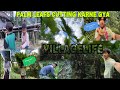 Cha Cha ka Palm Leaf cutting Karne Gya//Mera Beta Dono ka Badmashi//villagelife //@wittydailyvlogs