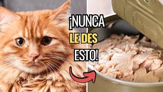 ⚠ 10 ALIMENTOS QUE NUNCA DEBES DARLE A TU GATO ⚠