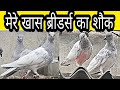  bhopal pigeons  breeder pigeons loft 