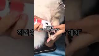 마지막 동행, 펫브릿지 #애견인 #애묘인 #펫팸족 #강아지키우기 #고양이키우기 #반려동물사랑  #무지개다리 #반려동물장례 #펫로스 #반려동물추모 #펫장례 #펫브릿지