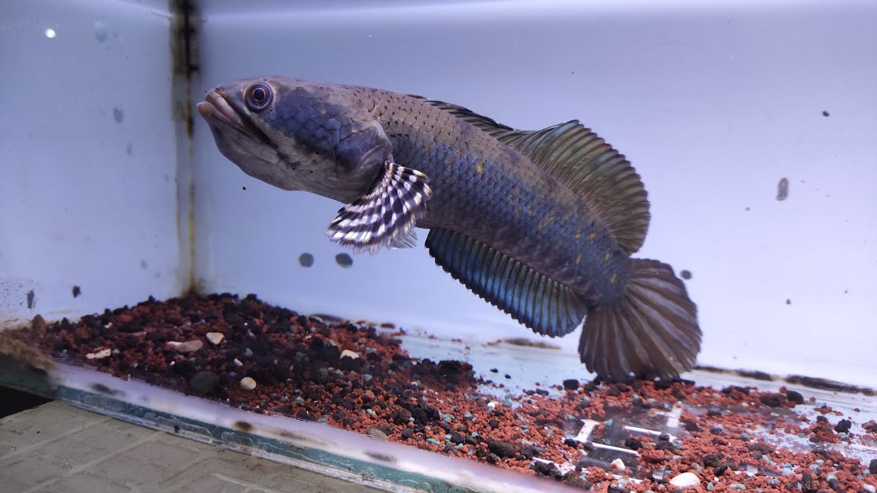 Chana blue pulchra [ si BAGOL galak ] #bluepulchra 