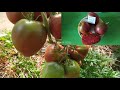 ЛУЧШИЕ ТОМАТЫ 2021года./Best varieties of tomatoes 2021