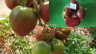 ЛУЧШИЕ ТОМАТЫ 2021года./Best varieties of tomatoes 2021