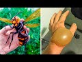 why did I grab this GIANT HORNET..