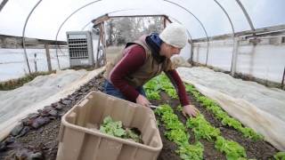 Cutting Greens at Cure Farm