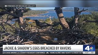 Ravens breach Jackie and Shadows nest
Ravens breach Jackie and Shadows nest Ravens breach Jackie and Shadows nest