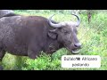 Documentário Animais Áfricanos 