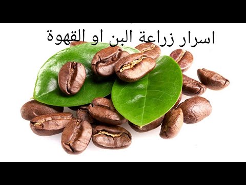 فيديو: أين تزرع قهوة أرابيكا؟