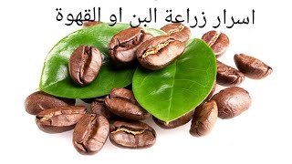 اسرار زراعة البن او القهوة في المشاتل coffee growing secrets