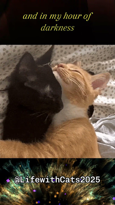 Let It Be 🎵 by Music Travel Love   Cat Moments 🐾🐾