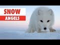 Snow Angels | Animals Playing In The Snow