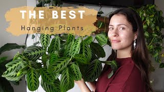 The Best Low Light Hanging Houseplants! EASY CARE HANGING INDOOR PLANTS! Hanging Plants I love.