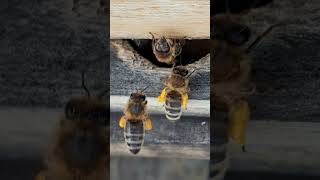 Spotted at the beehive: Pollenflug #natur #beehive #garten #imkerin #eifachschö