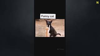 Try Not To Laugh Challenge ~ Funny Cat & Dog Vines compilation 2023 881