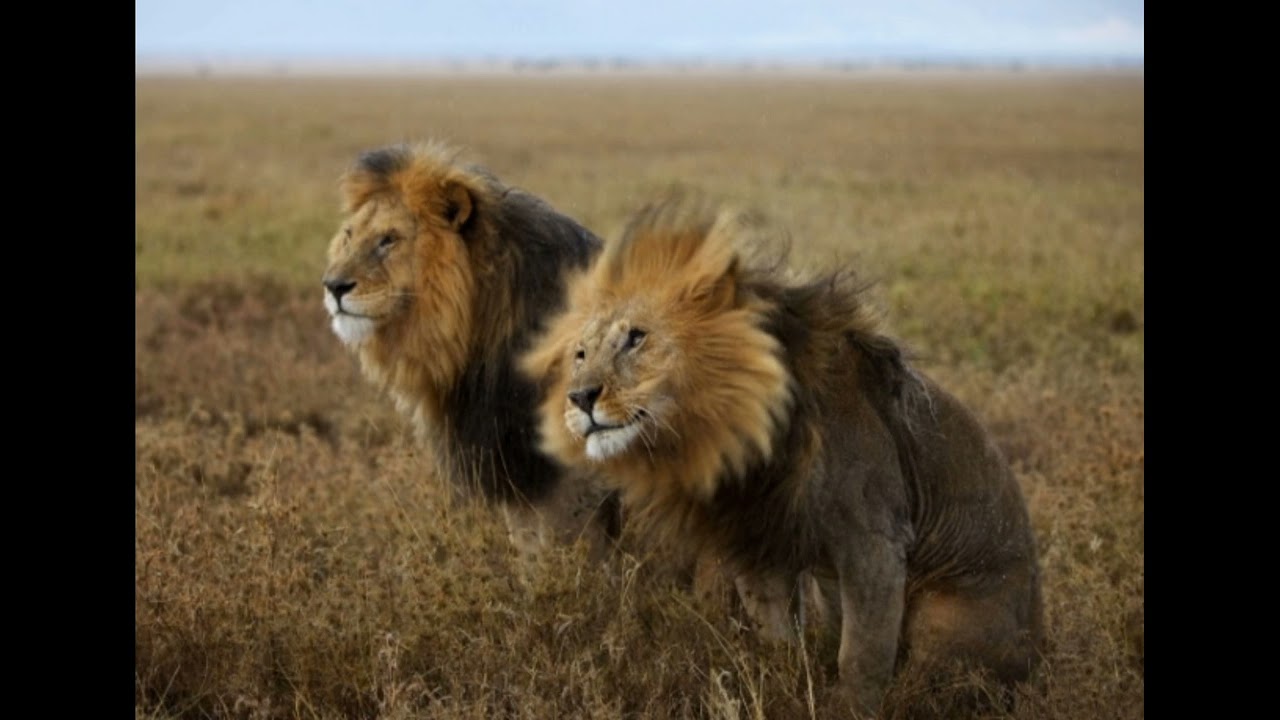 Хаадын хаан явсан арслангийн эцэг цуут C-boy буюу Bob хааны түүх...