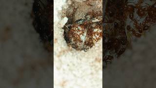 “Red ants are eating termite eggs in the soil.”#ants