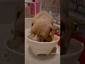 ピットブルの赤ちゃんが離乳食を食べる♪【アメリカンピットブル】#shorts