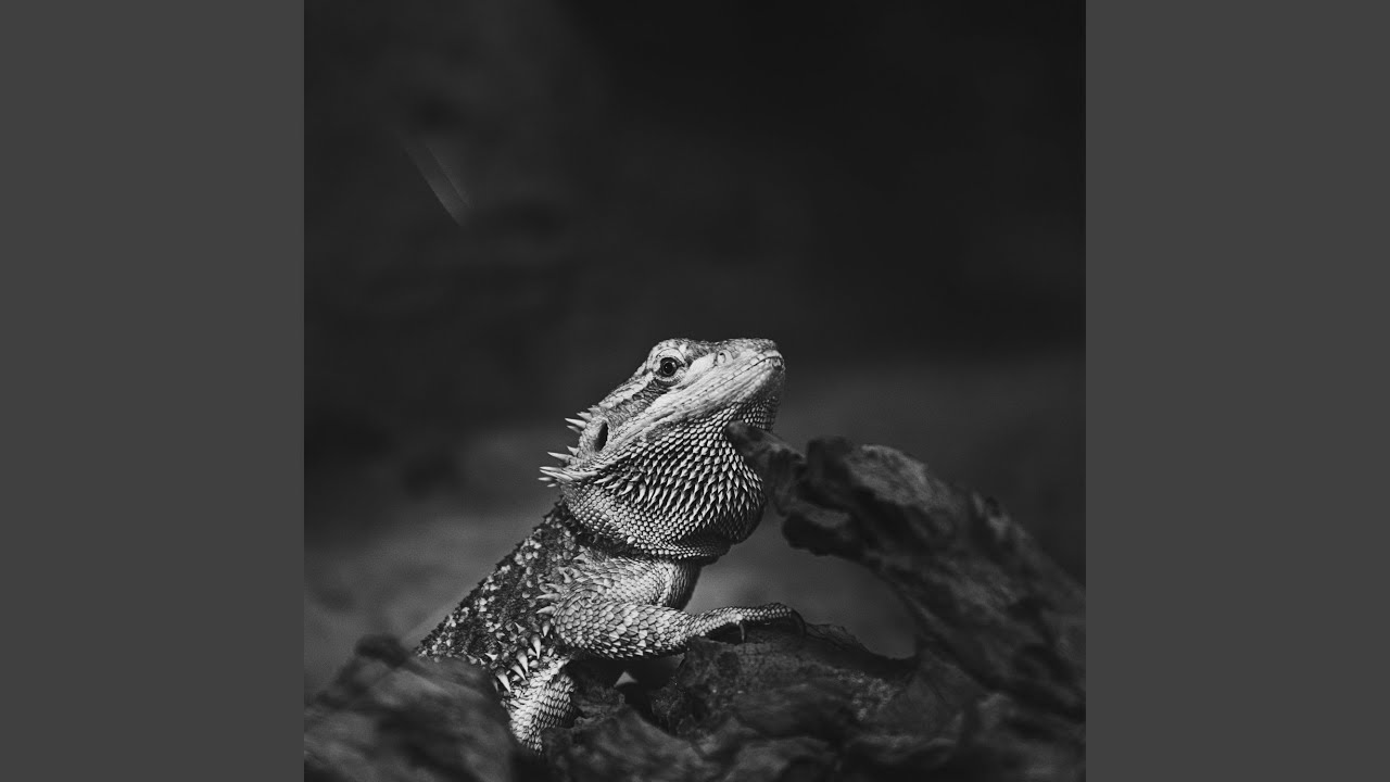 YouTubeでLizardを視聴 YouTubeでLizardを視聴