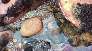 EXPLORING rock pools for STARFISH in CAPE TOWN - SOUTH AFRICA