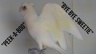 Corella Parrot Talking | Pixel Waffling Away to Himself | SO CUTE, SO FUNNY