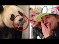 Esta Panda Tuvo A Su Bebé,  Y Los Cuidadores Lloraron Cuando Vieron Al Pequeño Cachorro