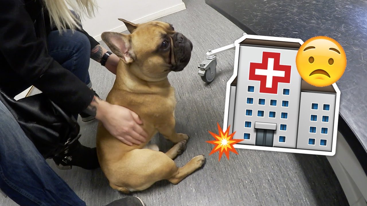 Vlog Veterinary Day YouTube