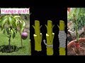 Grafting Fruit Tree - Mango  bark grafting technique