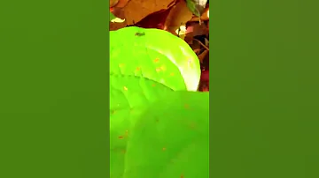ANT DANCING IN NATURE #nature #insects #ant #photography #wildlife #colorful #videocast #leaf #green