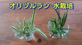 オリヅルラン ランナーの子株を水挿しで育てる Youtube