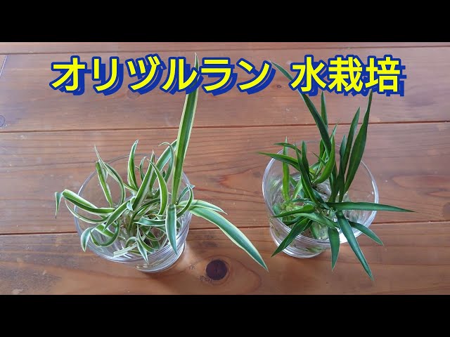 オリヅルラン】 ランナーの子株を水挿しで育てる - YouTube