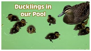 Ducklings in Our Pool - Duck Tales Day 1 by Gavin and Kim 768 views 5 months ago 7 minutes, 7 seconds