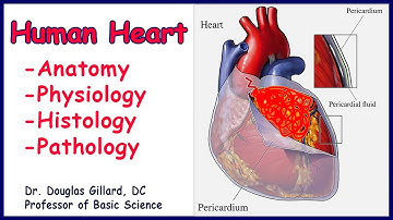 Anatomy, Physiology, and Histology of the Human Heart: Part I