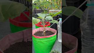 Easy to turn used plastic bottle into drip irrigation for eggplant #garden #shorts #irrigation