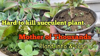 Growing Mother Of Thousands Plant How To Care And Propagate Mother Of Thousand Plant