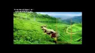 Download Lagu IklAn Teh Kotak terbaru 2016 MP3